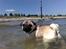 Mops Enzo :) - Skønt med sommer og strand og sol... 
