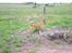 Blanding af racer Simba
