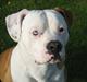 Amerikansk bulldog JAB´S Stanley the monster