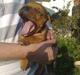 Staffordshire bull terrier Nemo