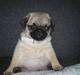 Mops Oscar