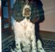 Engelsk springer spaniel Laban **Død** :'(