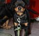 Rottweiler Kita <3