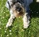 Mellemschnauzer Four Legs Dengsepigen