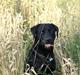 Labrador retriever  Plet