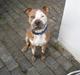 Amerikansk staffordshire terrier Max