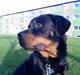 Rottweiler Ratata