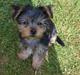 Yorkshire terrier Felix