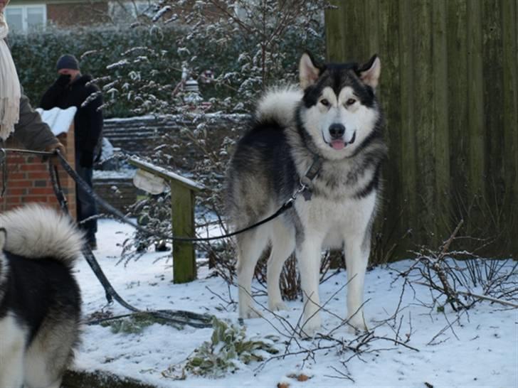 Alaskan malamute Rio billede 2