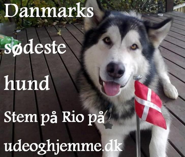 Alaskan malamute Rio - Rio var med i konkurrencen om at blive Danmarks sødeste hund. en flot 2 plads blev det til med 430 stemmer. kun 28 stemmer fra 1 pladsen. billede 3