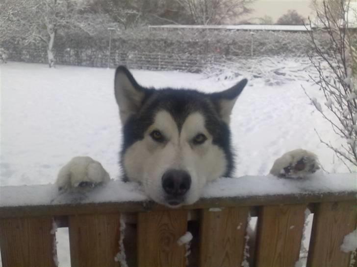Alaskan malamute Rio - Hvor er de tøser nu henne billede 5