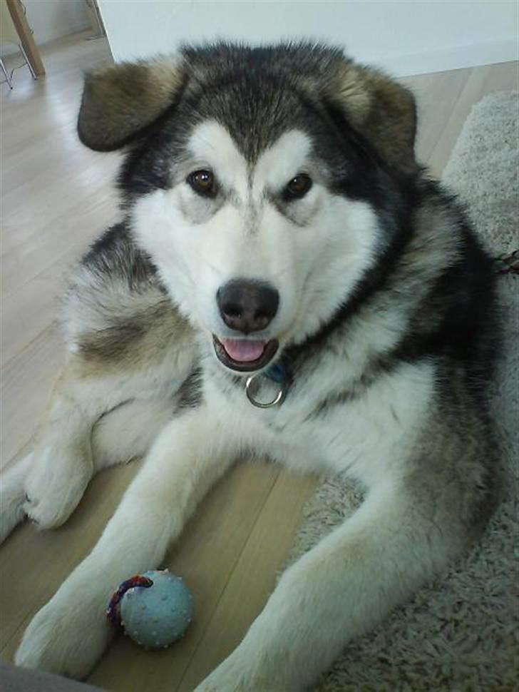 Alaskan malamute Rio billede 6