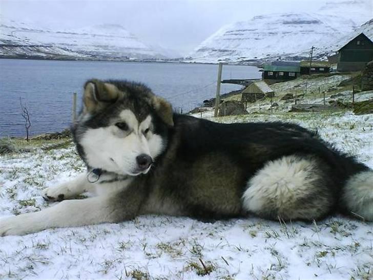 Alaskan malamute Rio billede 7