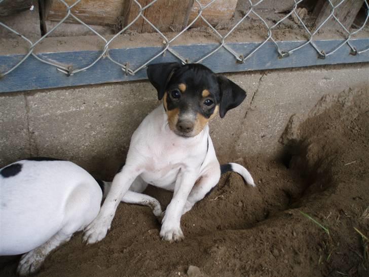 Dansk svensk gaardhund moustgaard dee dee - jeg laver ikke noget som jeg ikke må.  billede 3
