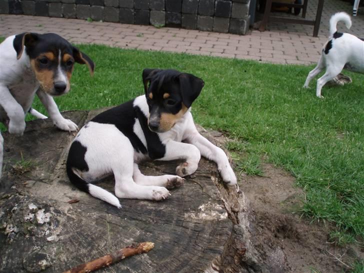 Dansk svensk gaardhund moustgaard dee dee billede 4