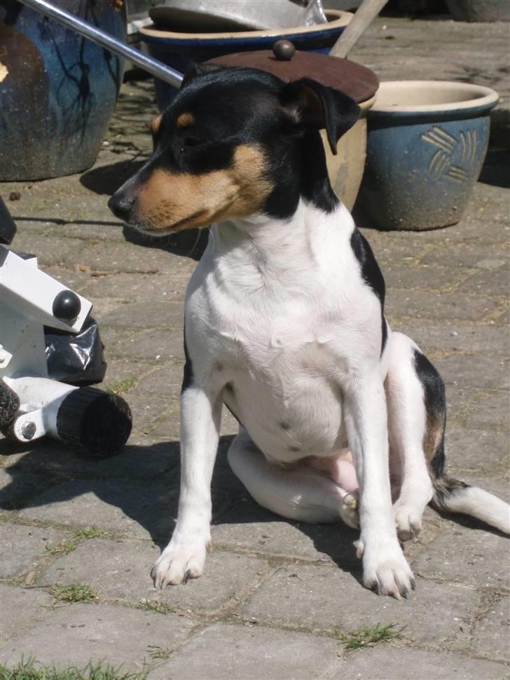 Dansk svensk gaardhund moustgaard dee dee billede 5