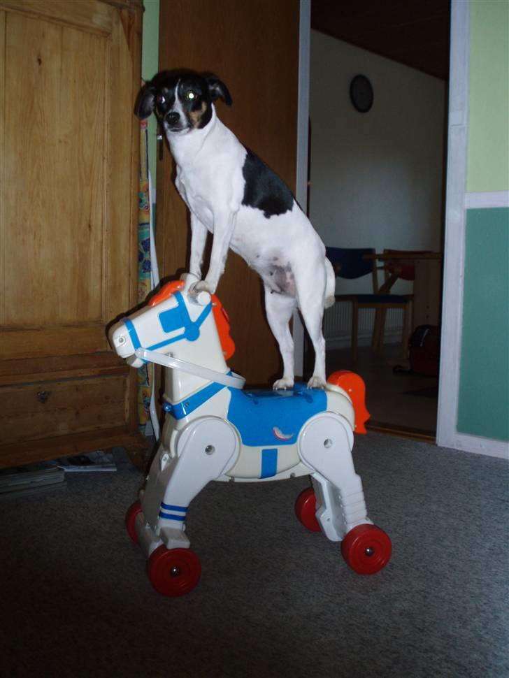 Dansk svensk gaardhund Cookie - velkommen til cookie´s profil billede 1