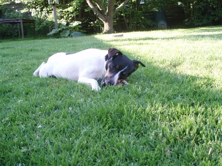 Dansk svensk gaardhund Cookie - en dejlig sommerdag i haven. stolt har hun lige fundet et stykke træ billede 2
