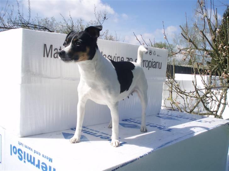 Dansk svensk gaardhund Cookie - god udsigt billede 3
