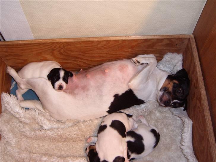 Dansk svensk gaardhund Cookie - cookie elsker bare når hun har fået hvalpe, det er ret hyggeligt :) billede 4