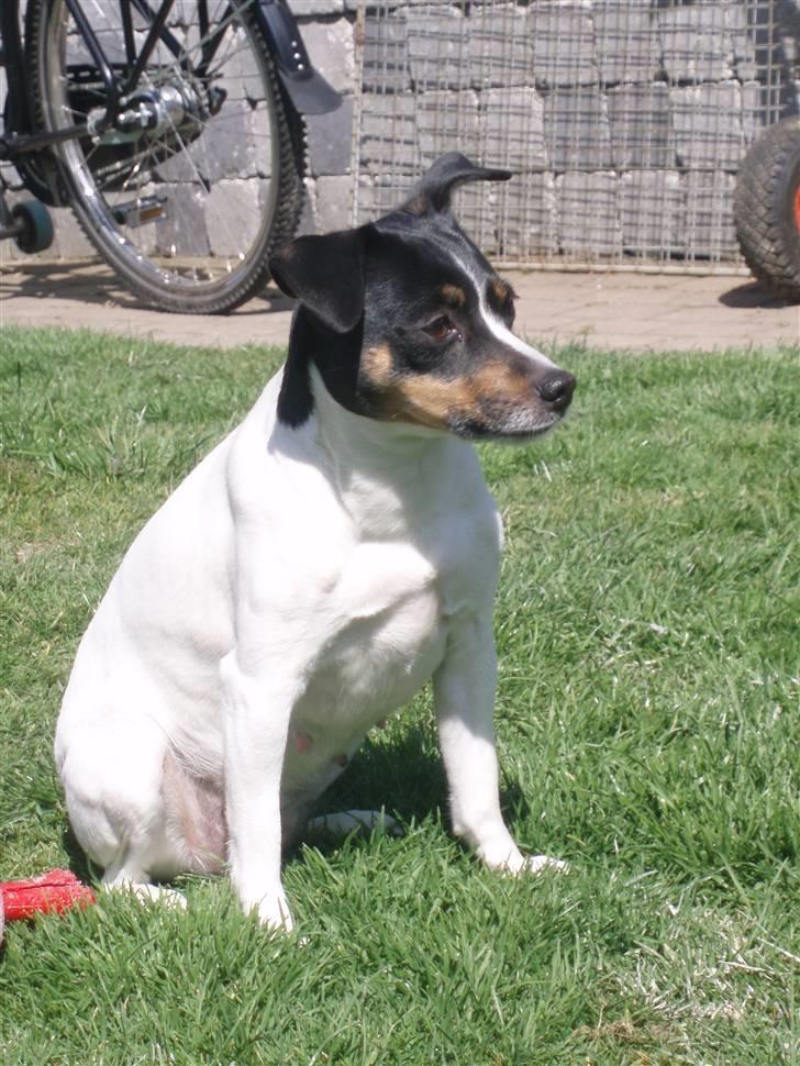 Dansk svensk gaardhund Cookie billede 5