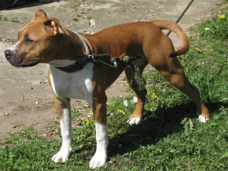 Amerikansk staffordshire terrier Dixie billede 8