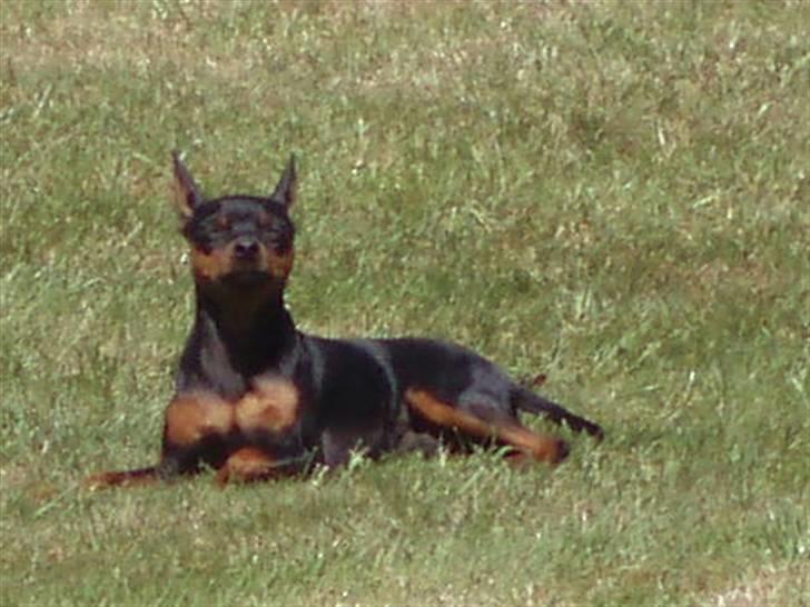 Dvaergpinscher arthur - mit hundeliv er skønt.... wwoww billede 15