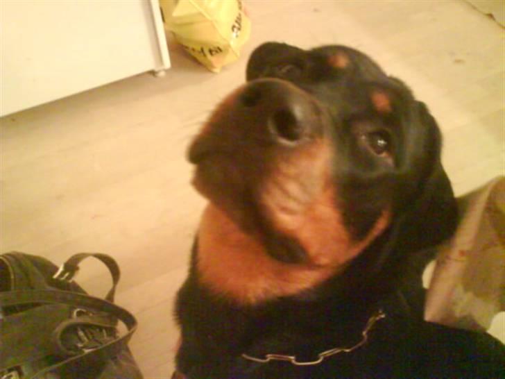 Rottweiler Mimmie billede 1