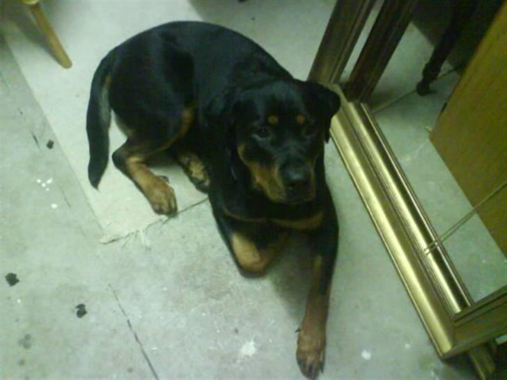 Rottweiler Mimmie billede 2