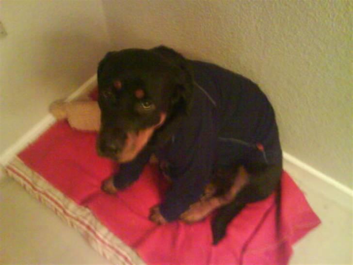 Rottweiler Mimmie billede 3