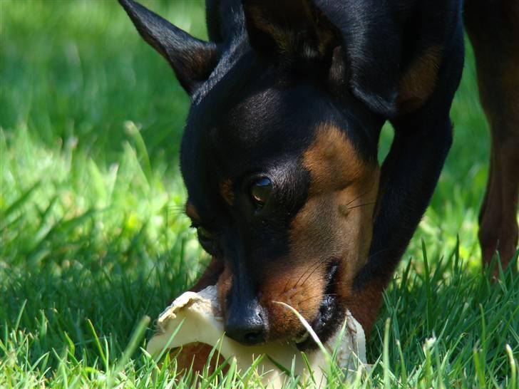 Dvaergpinscher arthur - resten af koen HAR JEG spist, mangler bare denne lille stump :O)......men tak fir at du kiggede i min profil billede 16