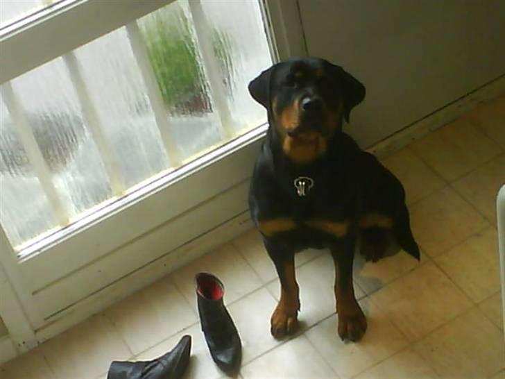 Rottweiler Mimmie billede 4
