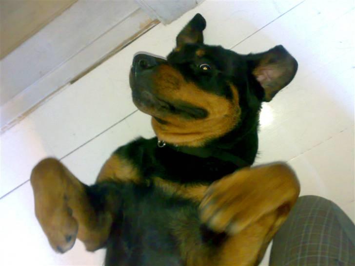 Rottweiler Mimmie billede 5