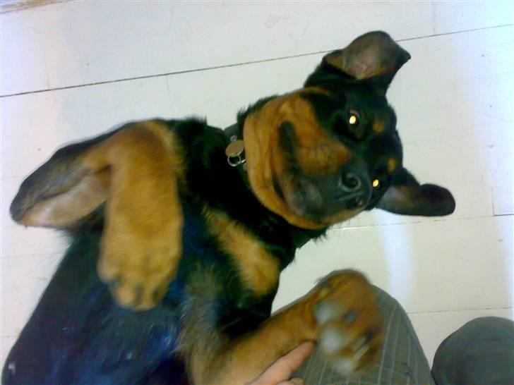 Rottweiler Mimmie billede 6