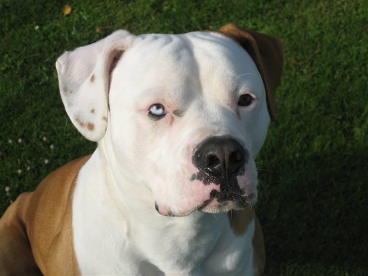 Amerikansk bulldog JAB´S Stanley the monster - nyt 3 okt billede 1