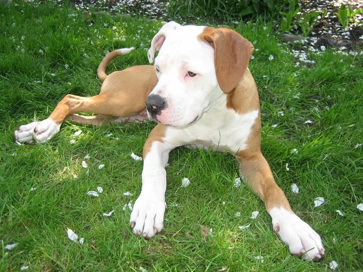 Amerikansk bulldog JAB´S Stanley the monster billede 2