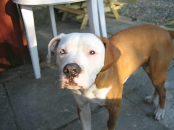 Amerikansk bulldog JAB´S Stanley the monster billede 3