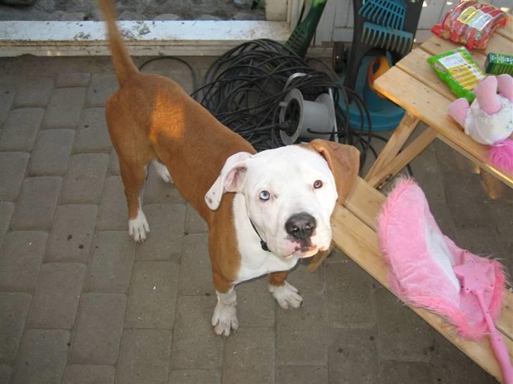 Amerikansk bulldog JAB´S Stanley the monster billede 4