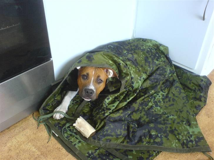 Amerikansk staffordshire terrier Dixie billede 9