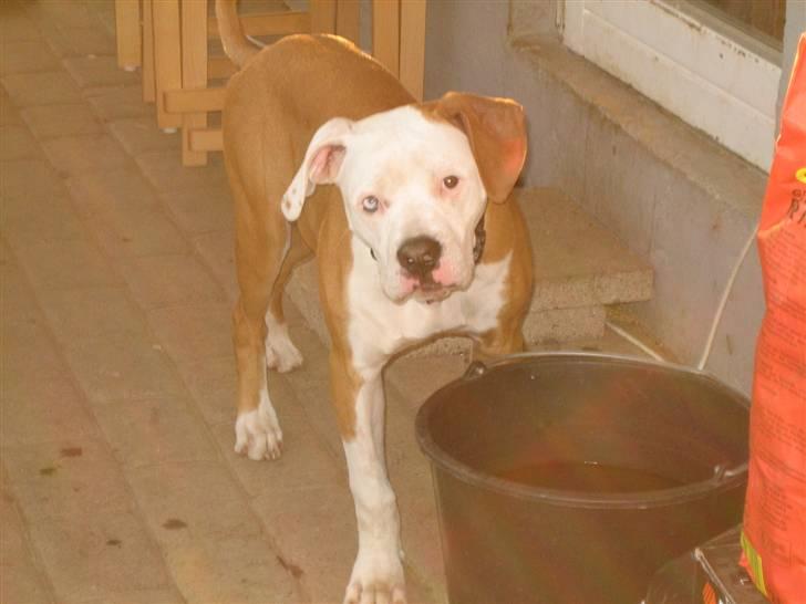 Amerikansk bulldog JAB´S Stanley the monster billede 5