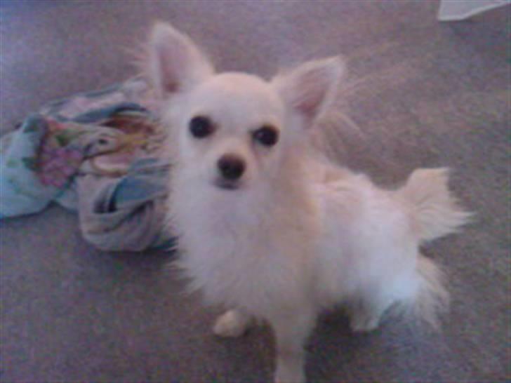 Chihuahua Freja  billede 7