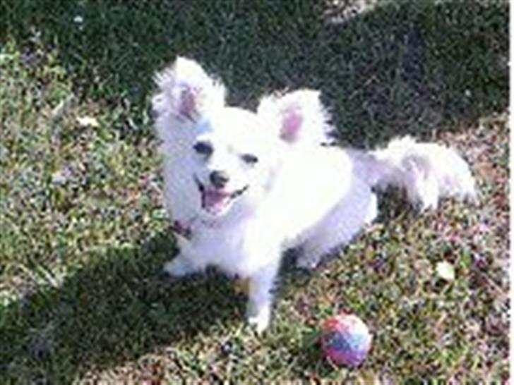 Chihuahua Freja  billede 8