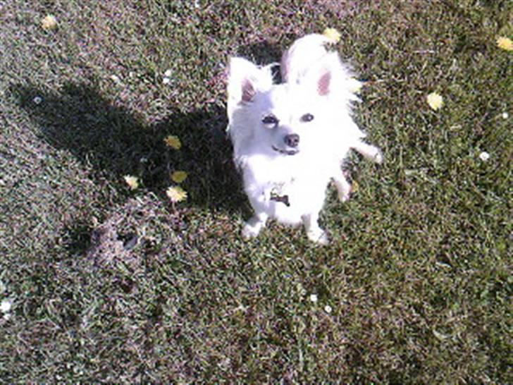 Chihuahua Freja  billede 9