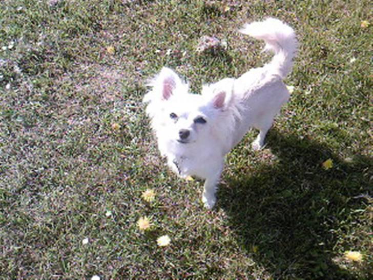 Chihuahua Freja  billede 10