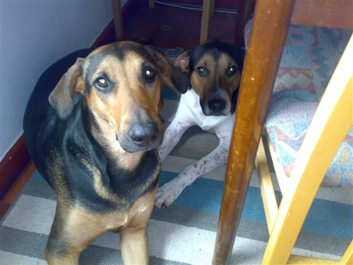 Blanding af racer Kleopatra aka. Kleo - Han er nu alligevel sød nok ham ´´brormand´´ :-) billede 7