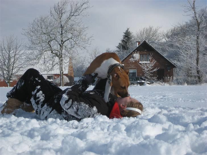 Amerikansk staffordshire terrier Dixie billede 10