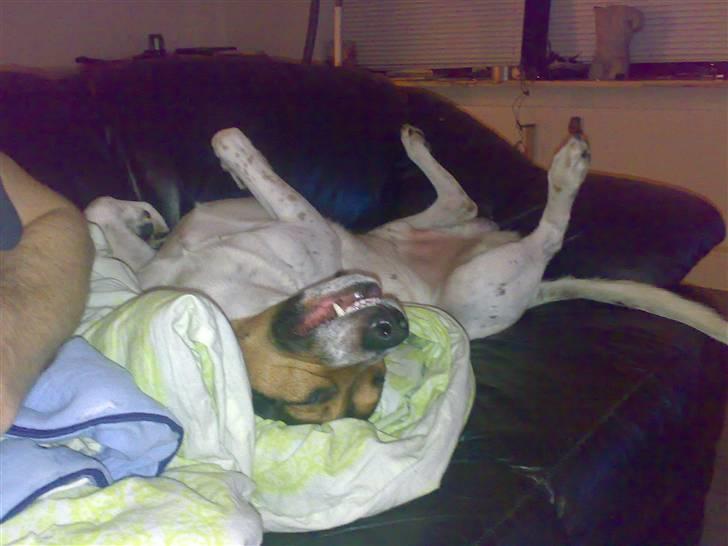 Blanding af racer Jack aka. Jackie - ZzZzZzz...! billede 8