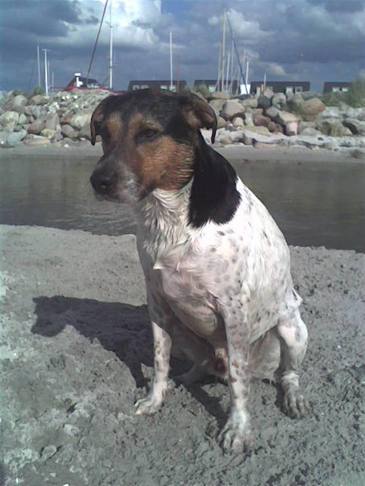 Blanding af racer Jack aka. Jackie billede 9