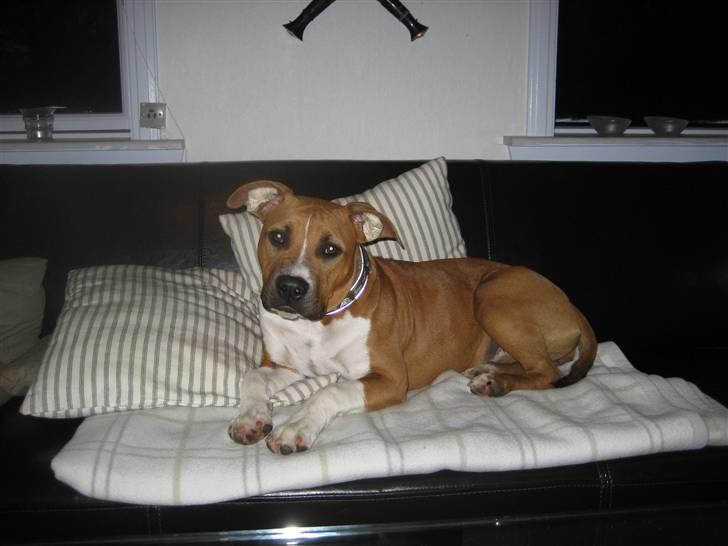 Amerikansk staffordshire terrier Dixie billede 11