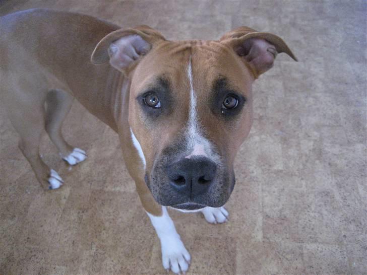 Amerikansk staffordshire terrier Dixie billede 12